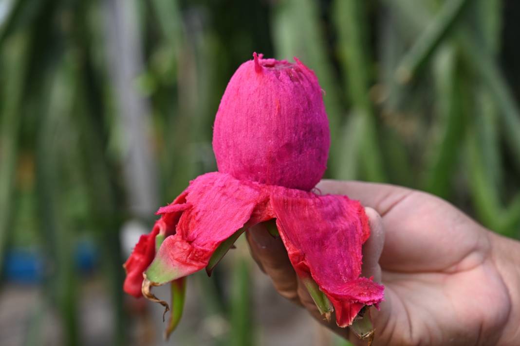 Ekildikten sonra 3 yıl ürün vermiyor. 3 ton topladığı ilk hasadı seneye 10 tona çıkacak 1